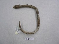 藏品(頂蛇鰻)的圖片